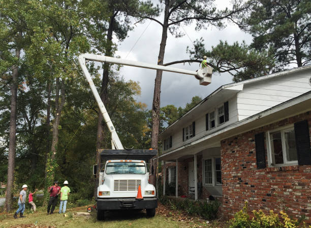 Reliable Huntsville, MO Tree Removal Services Solutions