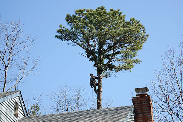 Best Leaf Removal  in Huntsville, MO