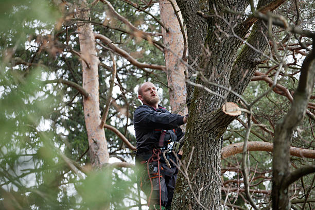 Best Storm Damage Tree Cleanup  in Huntsville, MO