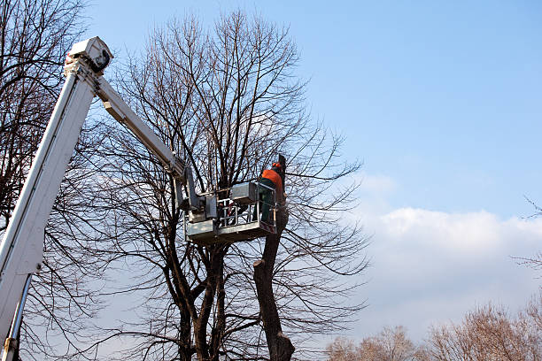 How Our Tree Care Process Works  in  Huntsville, MO